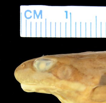 Media type: image; Herpetology A-16251